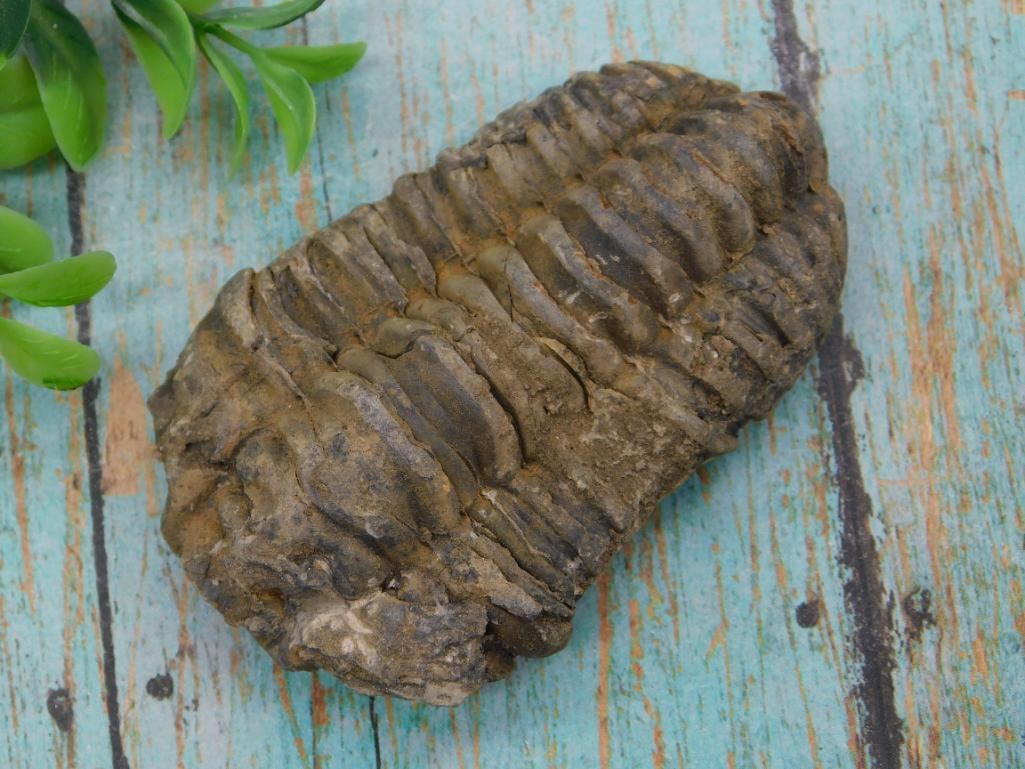 TRILOBITE FOSSIL ROCK STONE LAPIDARY SPECIMEN: TRILOBITE FOSSIL ROCK STONE LAPIDARY SPECIMEN
