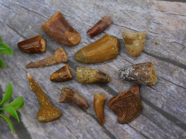 FOSSILIZED DINOSAUR TEETH BULK LOT ROCK STONE LAPIDARY SPECIMEN