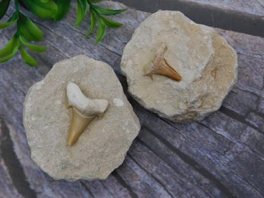 SHARK TEETH IN MATRIX ROCK STONE LAPIDARY SPECIMEN