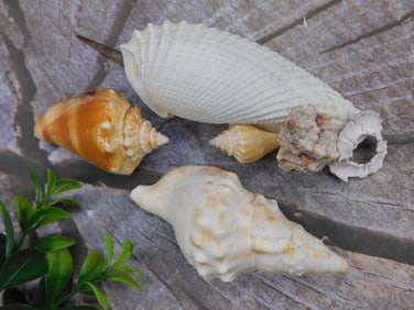 SEA SHELLS