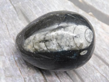 ORTHOCERAS EGG ROCK STONE LAPIDARY SPECIMEN