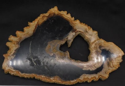 PETRIFIED WOOD SLAB ROCK STONE LAPIDARY SPECIMEN