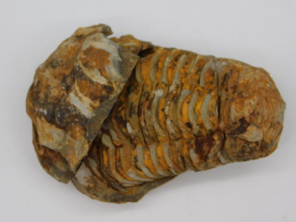 TRILOBITE FOSSIL ROCK STONE LAPIDARY SPECIMEN: TRILOBITE FOSSIL ROCK STONE LAPIDARY SPECIMEN