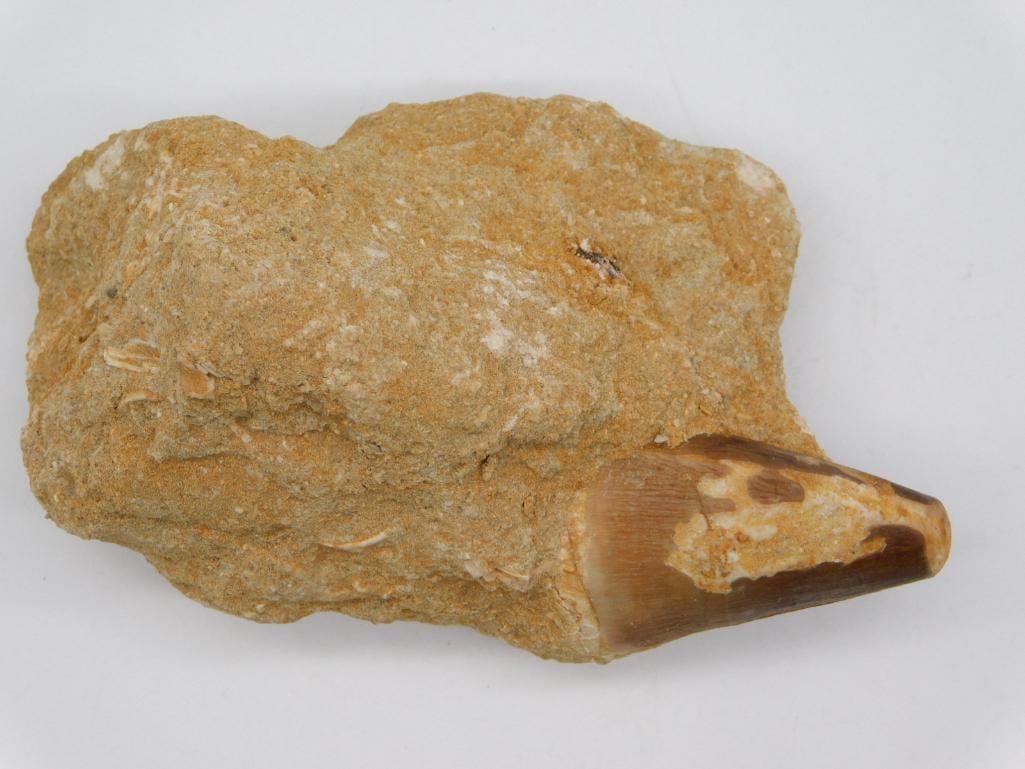 DINOSAUR TOOTH IN MATRIX ROCK STONE LAPIDARY SPECIMEN: DINOSAUR TOOTH IN MATRIX ROCK STONE LAPIDARY SPECIMEN