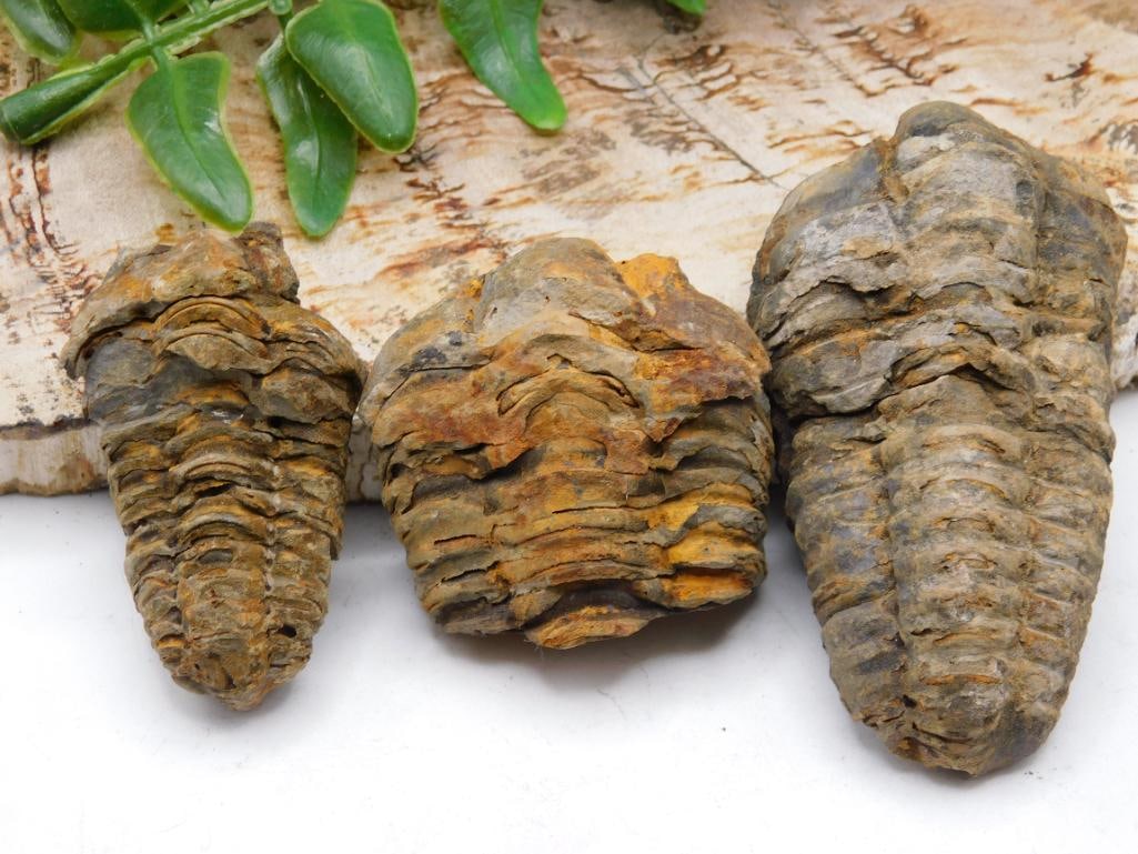 JEWELRY SALE! ROCK STONE LAPIDARY SPECIMEN: JEWELRY SALE! ROCK STONE LAPIDARY SPECIMEN