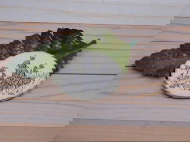 SCRIMSHAW CABOCHON ROCK STONE LAPIDARY SPECIMEN