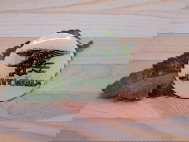 NAVY SEALS CABOCHON ROCK STONE LAPIDARY SPECIMEN