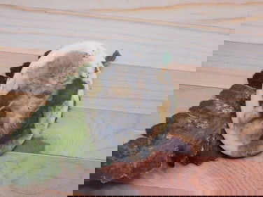 PAINTED DOG CABOCHON ROCK STONE LAPIDARY SPECIMEN