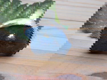 GEODE SLICE RING ROCK STONE LAPIDARY SPECIMEN