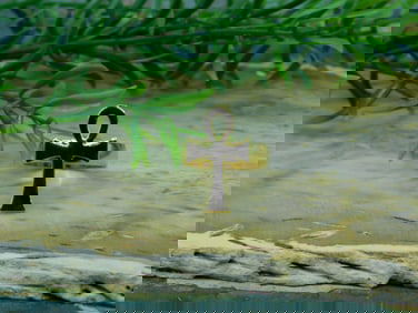 ANKH RING ROCK STONE LAPIDARY SPECIMEN