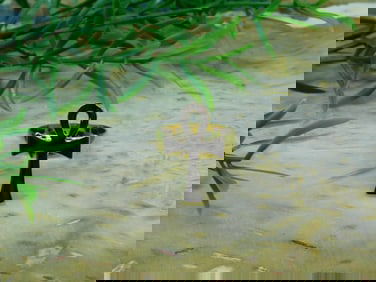 ANKH RING ROCK STONE LAPIDARY SPECIMEN