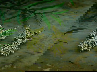 ANGEL PINS ROCK STONE LAPIDARY SPECIMEN