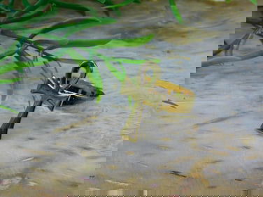 ANKH RING ROCK STONE LAPIDARY SPECIMEN