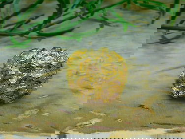 RING ROCK STONE LAPIDARY SPECIMEN