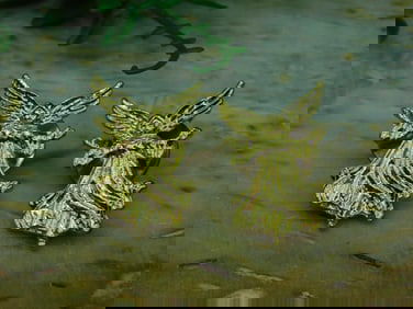 ANGEL PINS ROCK STONE LAPIDARY SPECIMEN