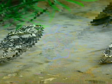 RING ROCK STONE LAPIDARY SPECIMEN