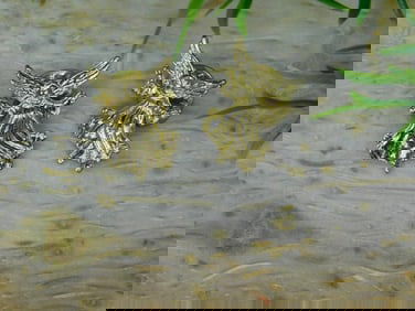 ANGEL PINS ROCK STONE LAPIDARY SPECIMEN