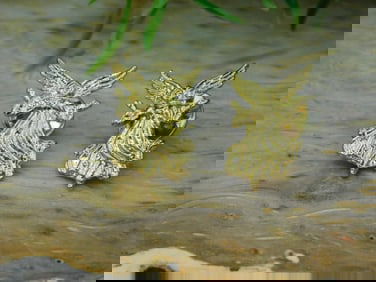 ANGEL PINS ROCK STONE LAPIDARY SPECIMEN