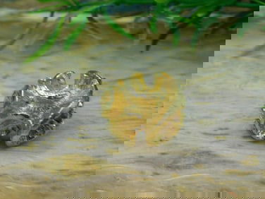 FLOWER RING ROCK STONE LAPIDARY SPECIMEN