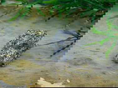 SILVER CLUSTER RING ROCK STONE LAPIDARY SPECIMEN
