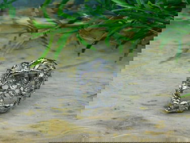 SILVER CLUSTER RING ROCK STONE LAPIDARY SPECIMEN