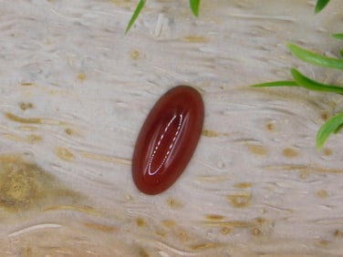 CARNELIAN CABOCHON ROCK STONE LAPIDARY SPECIMEN