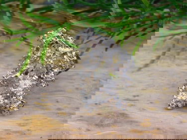 SILVER CLUSTER RING ROCK STONE LAPIDARY SPECIMEN