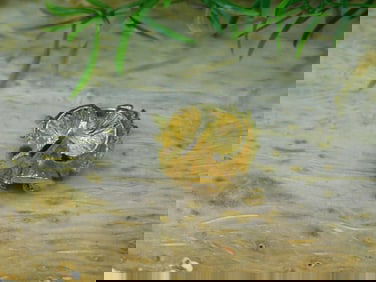 FLOWER RING ROCK STONE LAPIDARY SPECIMEN