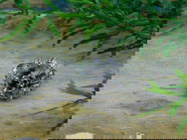 FLOWER RING ROCK STONE LAPIDARY SPECIMEN