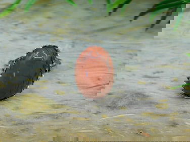 RED JASPER RING ROCK STONE LAPIDARY SPECIMEN