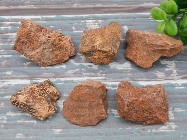 STARBURST JASPER ROCK STONE LAPIDARY SPECIMEN