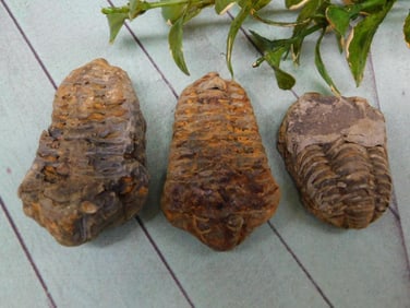 TRILOBITE ROCK STONE LAPIDARY SPECIMEN