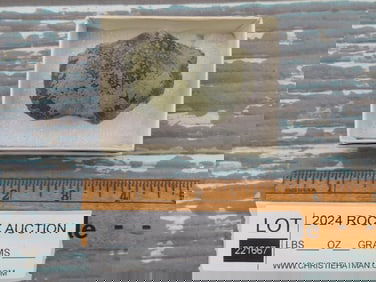 BRACHIOPOD ROCK STONE LAPIDARY SPECIMEN