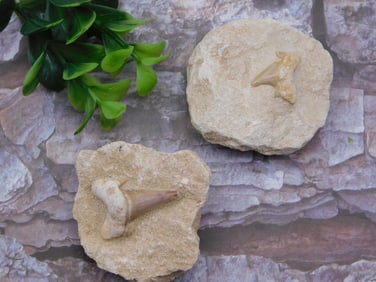 SHARK TEETH IN MATRIX ROCK STONE LAPIDARY SPECIMEN