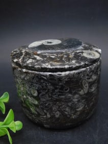 ORTHOCERAS TRINKET BOX ROCK STONE LAPIDARY SPECIMEN