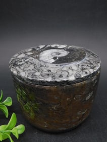 ORTHOCERAS TRINKET BOX ROCK STONE LAPIDARY SPECIMEN