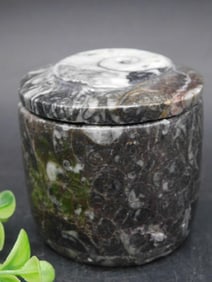 ORTHOCERAS TRINKET BOX ROCK STONE LAPIDARY SPECIMEN