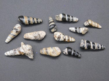 SHELLS ROCK STONE LAPIDARY SPECIMEN