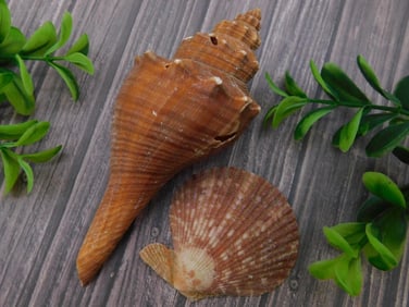 SEA SHELLS ROCK STONE LAPIDARY SPECIMEN