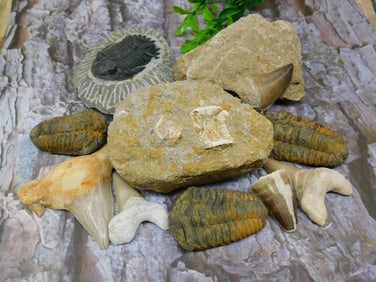 MIXED FOSSIL LOT ROCK STONE LAPIDARY SPECIMEN