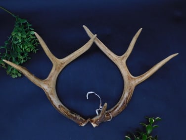 Deer Antlers with Four Points
