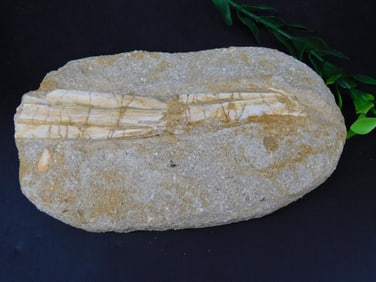 ENCHODUS FOSSIL ROCK STONE LAPIDARY SPECIMEN