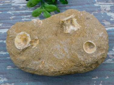 FOSSILS IN MATRIX ROCK STONE LAPIDARY SPECIMEN