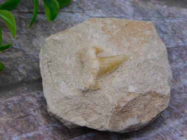 SHARK TOOTH ROCK STONE LAPIDARY SPECIMEN