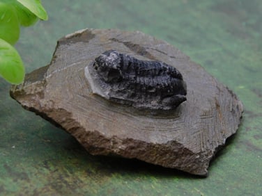 Fossilized Trilobite Specimen on Matrix ROCK STONE LAPIDARY SPECIMEN
