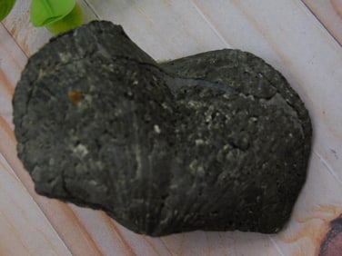 Fossilized Brachiopod Specimen for Auction