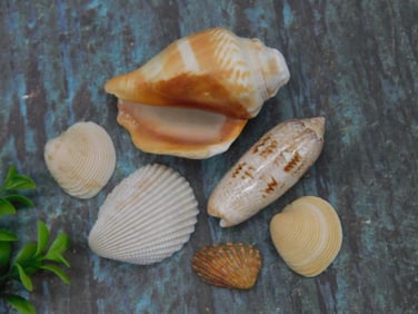 Varied Sea Shells on Textured Surface
