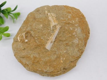 Fossilized Fish Jaw in Sandstone Matrix Rock Stone Lapidary Specimen