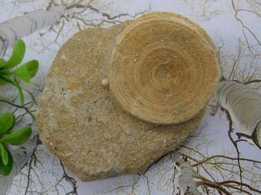 Fossil In Matrix Rock Stone Lapidary Specimen