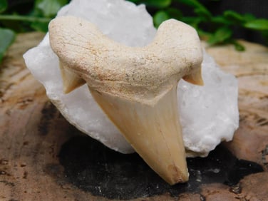 JEWELRY SALE! ROCK STONE LAPIDARY SPECIMEN